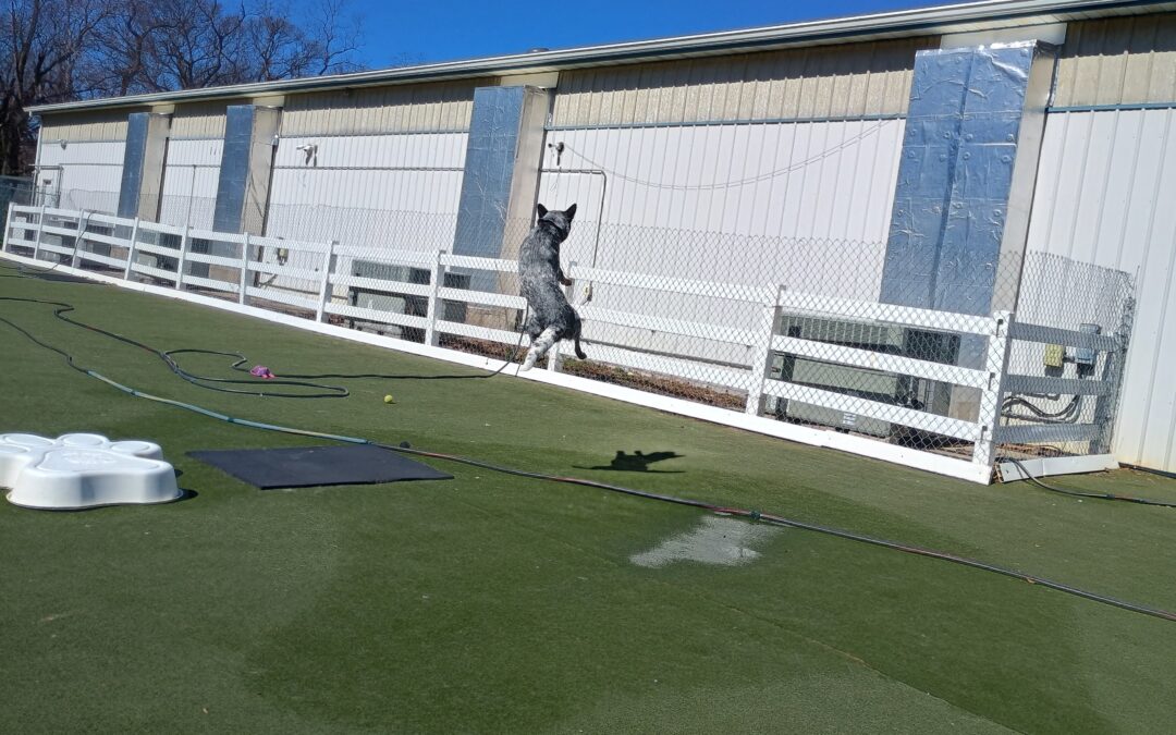 3/9/2026 Chuck It Play, Snufflemat, Tunnel!! :)