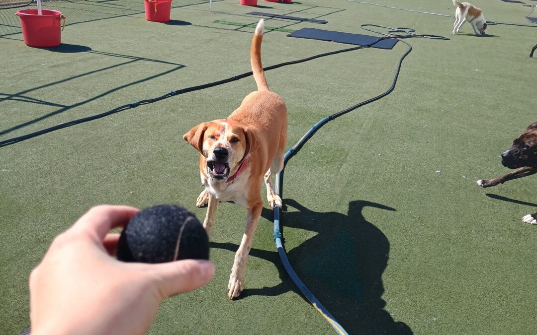 3/10/2026 Tennis Ball Play, Towel Roll Up, Shell Game & Bark Academy! :)