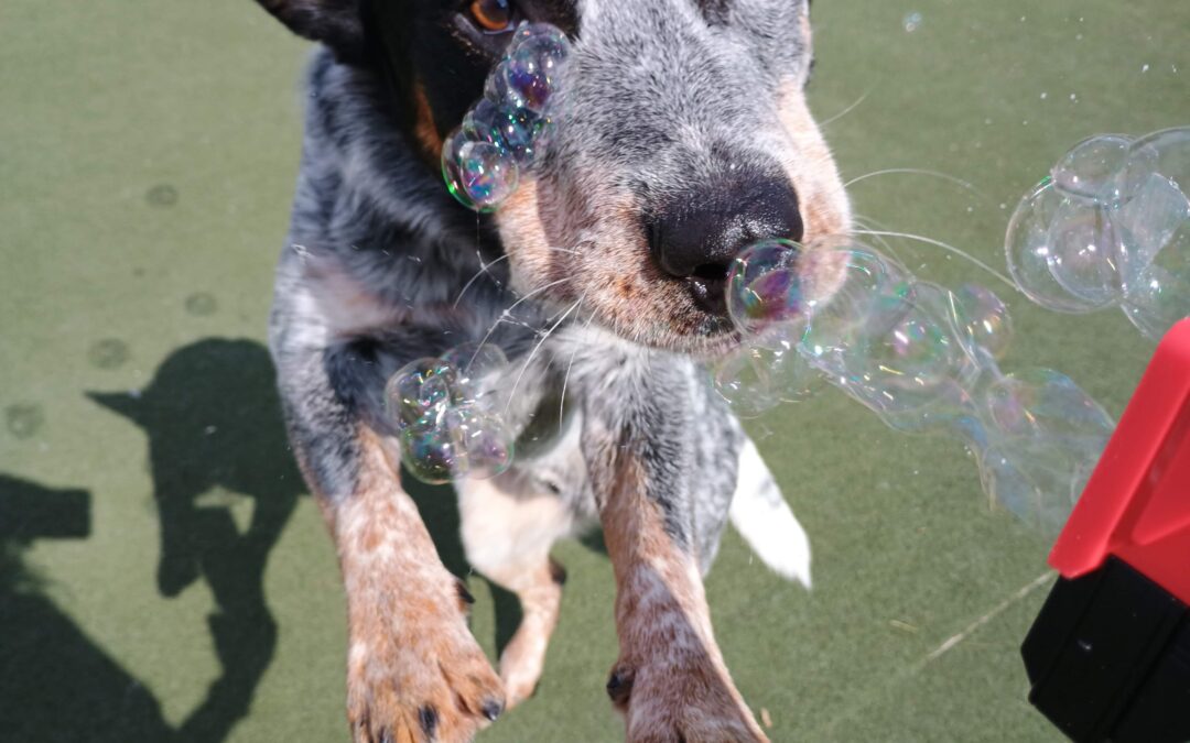 3/11/2026 Bubbles, Muffin Tin Treats, Scent Space & Bark Academy !! :)