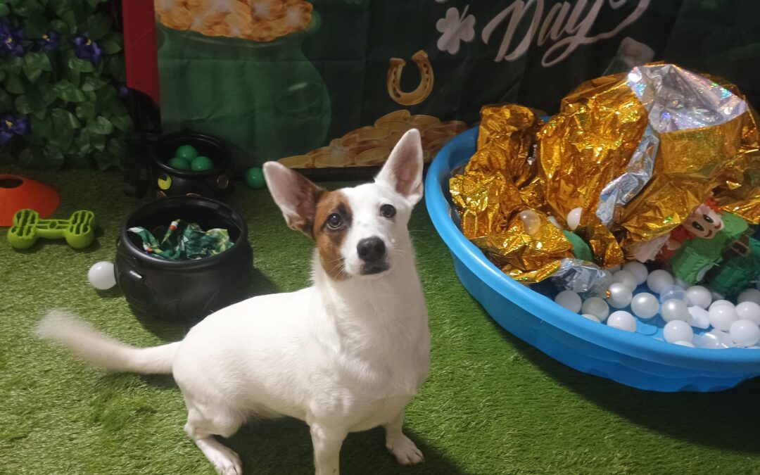 3-12-26 Jolly Ball Tug, Megalast Bone, Cavalettis! :)