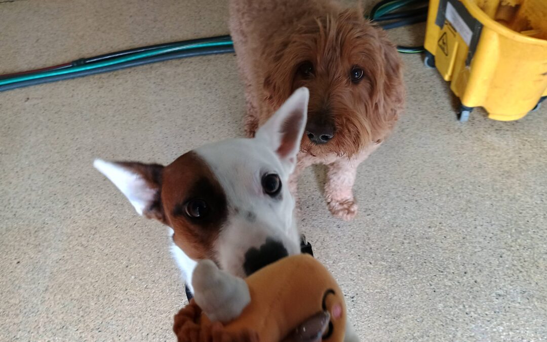 Activities 3.13.26 :) Squeaky Toys, Toppl Challenge, Puzzle Toys!