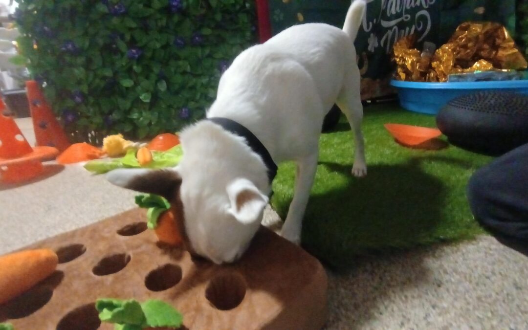 3/15/2026 Indestructiball Play, Lickbowl, and Scent Space!! :)