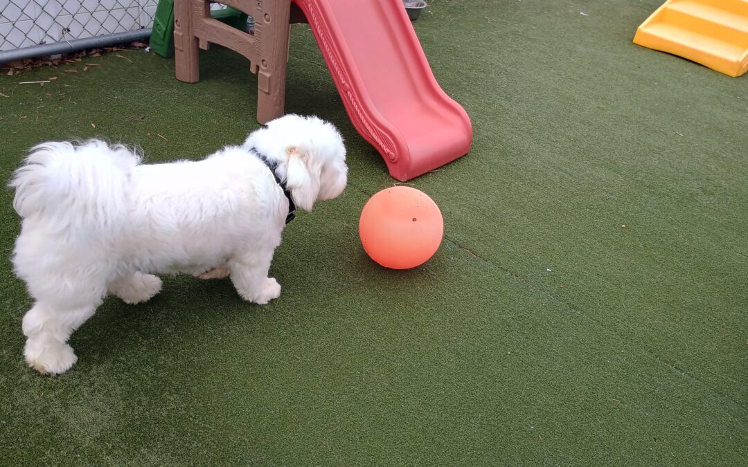 3/16/2026 Indestructiball, Snake Stuffer, Recall Practice :)