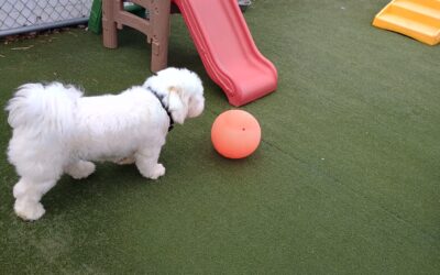 3/16/2026 Indestructiball, Snake Stuffer, Recall Practice :)