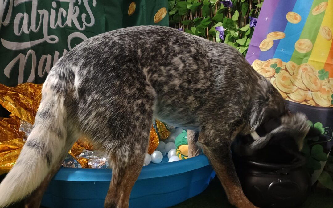 3/17/2026 St. Patty’s Day Activities!! :)