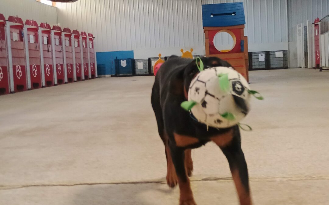 Enrichment Fun on the Farm 3_18_26