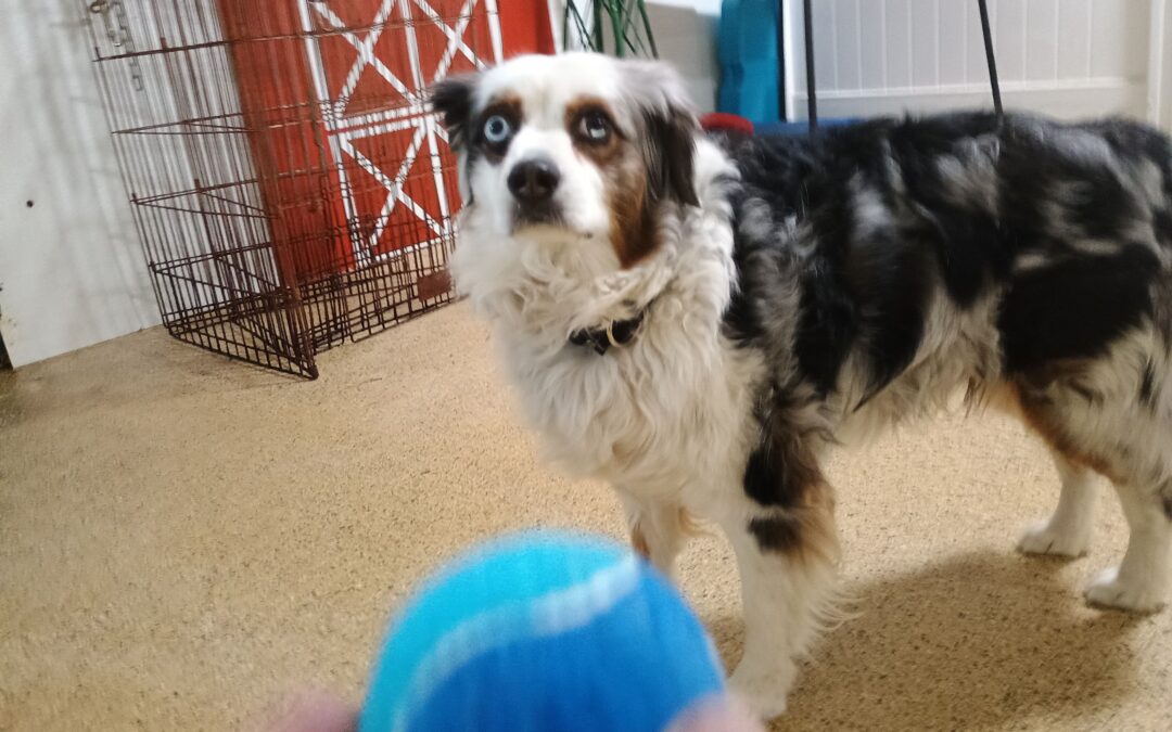 3-19-26 Chuck It, Towel Roll Up + Hula Hoop Hop! :)