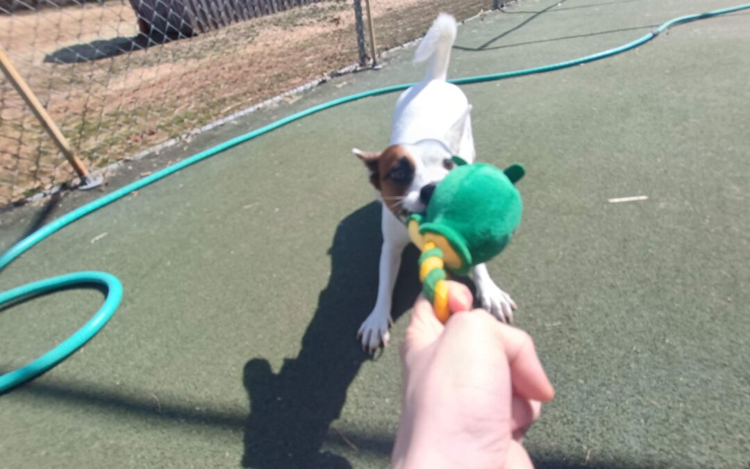 3-20-26 Giant Ball Roll, Megalast Bone, + Spin the Bottle! :)