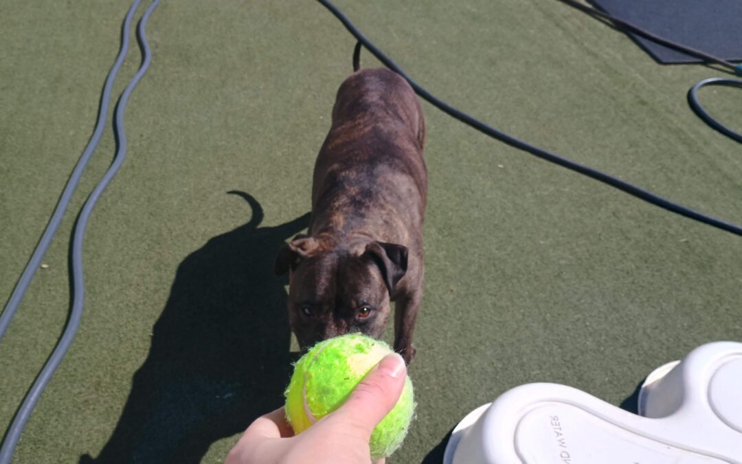 3/21/2026 Tennis Balls, Muffin Tin Treats, and Scent Space!!