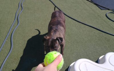 3/21/2026 Tennis Balls, Muffin Tin Treats, and Scent Space!!
