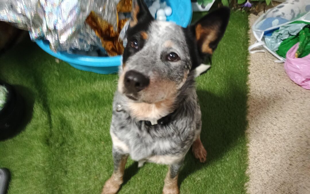 3/24/2026 Jolly Ball Tug, Lickmat, Muffin Tin Game & Bark Academy!! :)