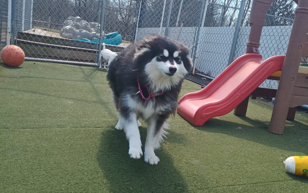 3/26/26 Rope toys, Snufflemat, Which hand?