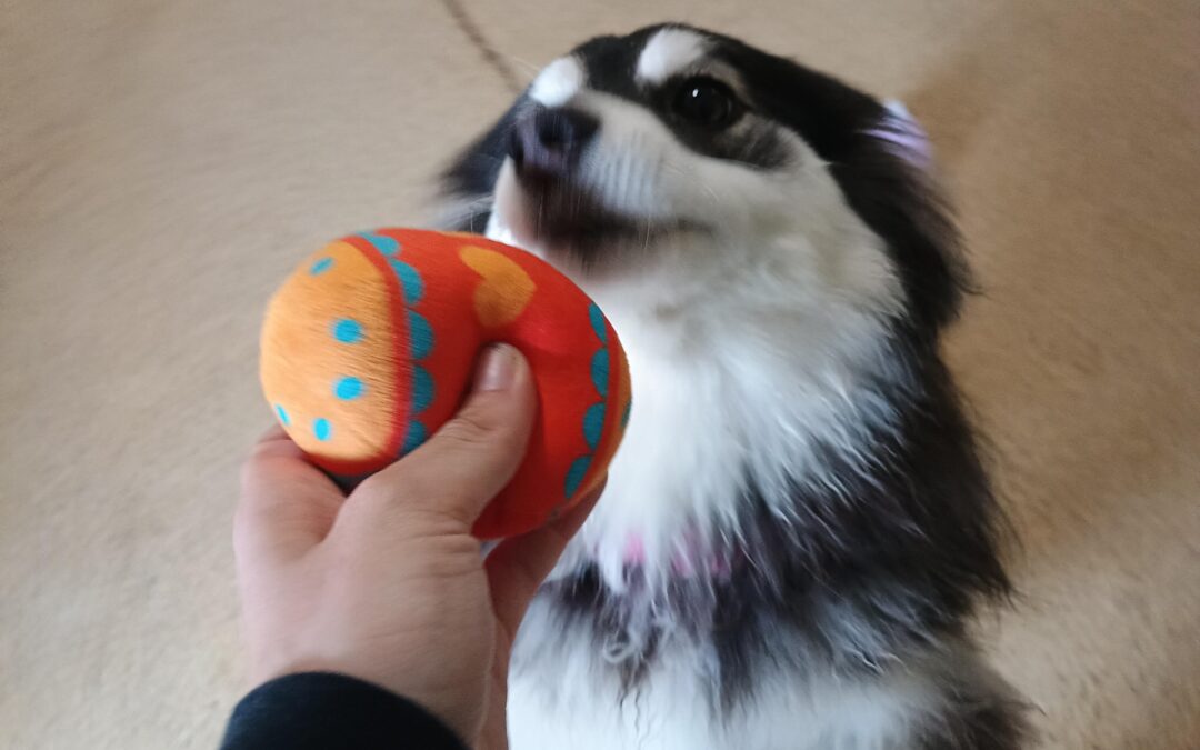 3-27-26 Squeaky Toys, Carrot Stuffer, + Scent Space! :)