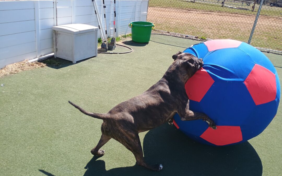 3/29/2026 Giant Ball Roll, Snake Stuffer, and Fetch (recall/drop it)!!