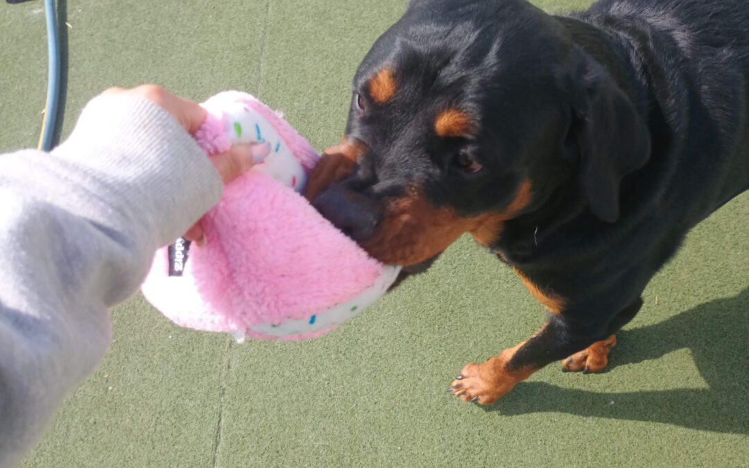 3-30-26 Birthday Pawty Fun! :)