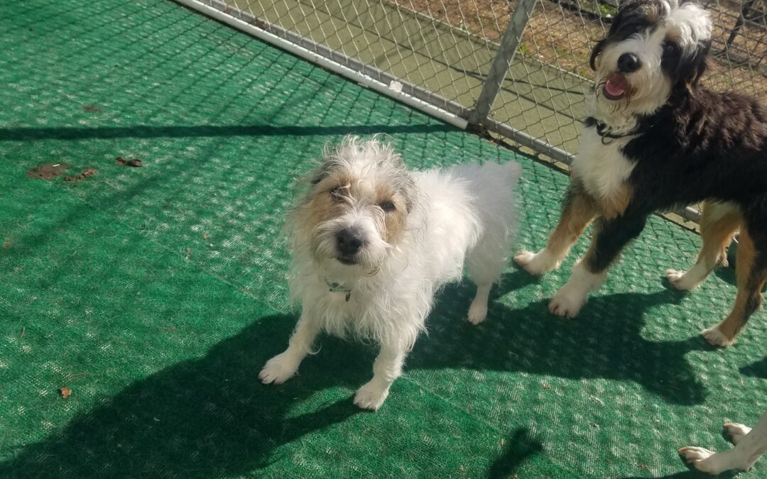 4/6/26 Squeaky toys, snake stuffer, hurdles :)