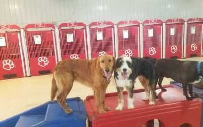 4/19/2026 Playtime Pics!