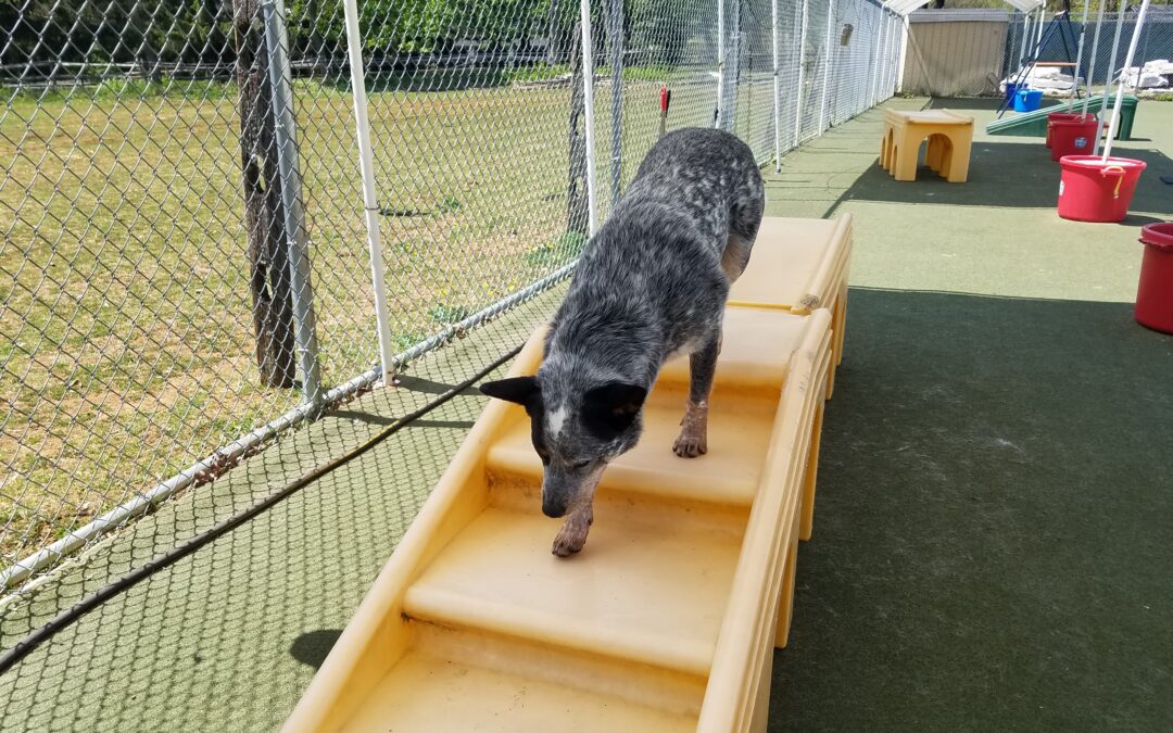 4.24.26 Barkacademy & Other Activities! :)