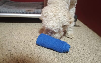 4-2-26 Bubbles, Towel Roll Up, Wait at the Door! :)