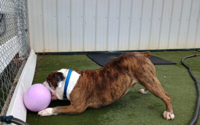 4-3-26 Jolly Ball Tug, Muffin Tin Treats + Scent Space! :)