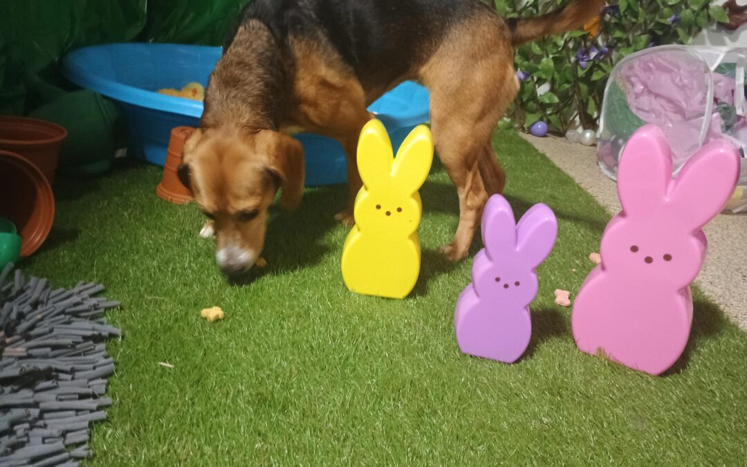 4/5/2026 Easter Activities! : Jolly Eggs, Lickbowl, and Pick a Peep!!