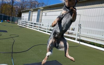 4/7/2026 Soccer Play, Kong Wobbler, and Loose Leash Walking!! :)