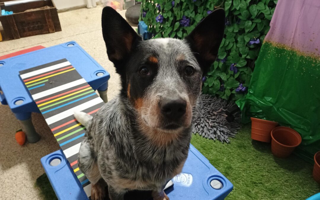 4-9-26 Chuck It, Snufflemat, + Tunnel! :)