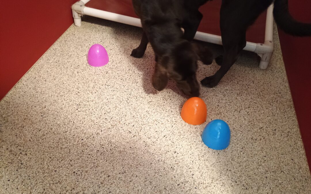 4-10-26 Tennis Ball Play, Towel Roll Up, Shell Game! :)