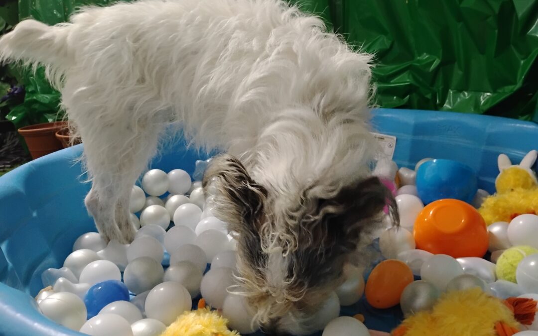 4-11-26 Bubbles, Muffin Tin Treats, + Scent Space! :)