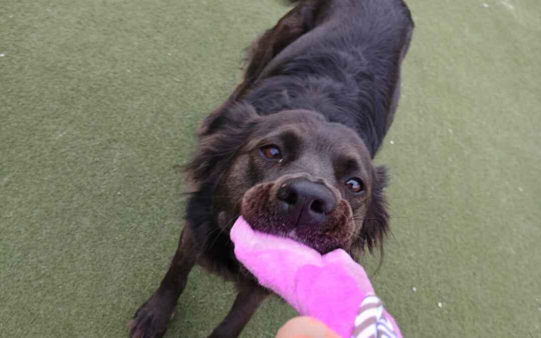 4-13-26 Squeaky Toy!