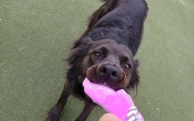 4-13-26 Squeaky Toy!