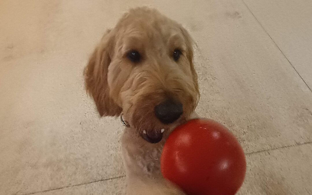 4/16/2026 Jolly Eggs, Snake Stuffer, Recall