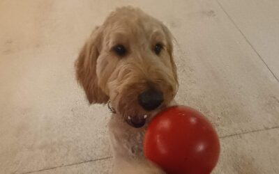 4/16/2026 Jolly Eggs, Snake Stuffer, Recall