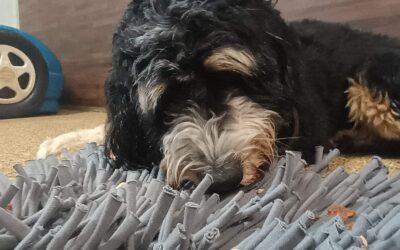 4-18-26 Soccer, Snufflemats, + Sit/Stay Practice! :)