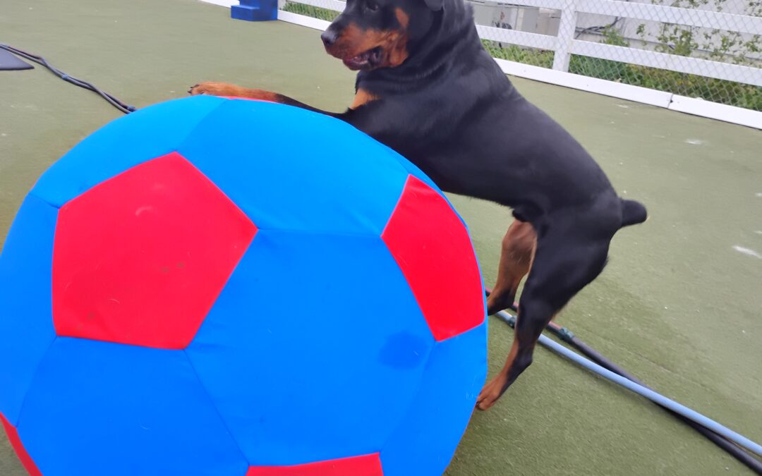 4/20/2026 Giant Ball Roll, Megalast Bone, Spin The Bottle