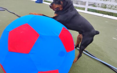 4/20/2026 Giant Ball Roll, Megalast Bone, Spin The Bottle