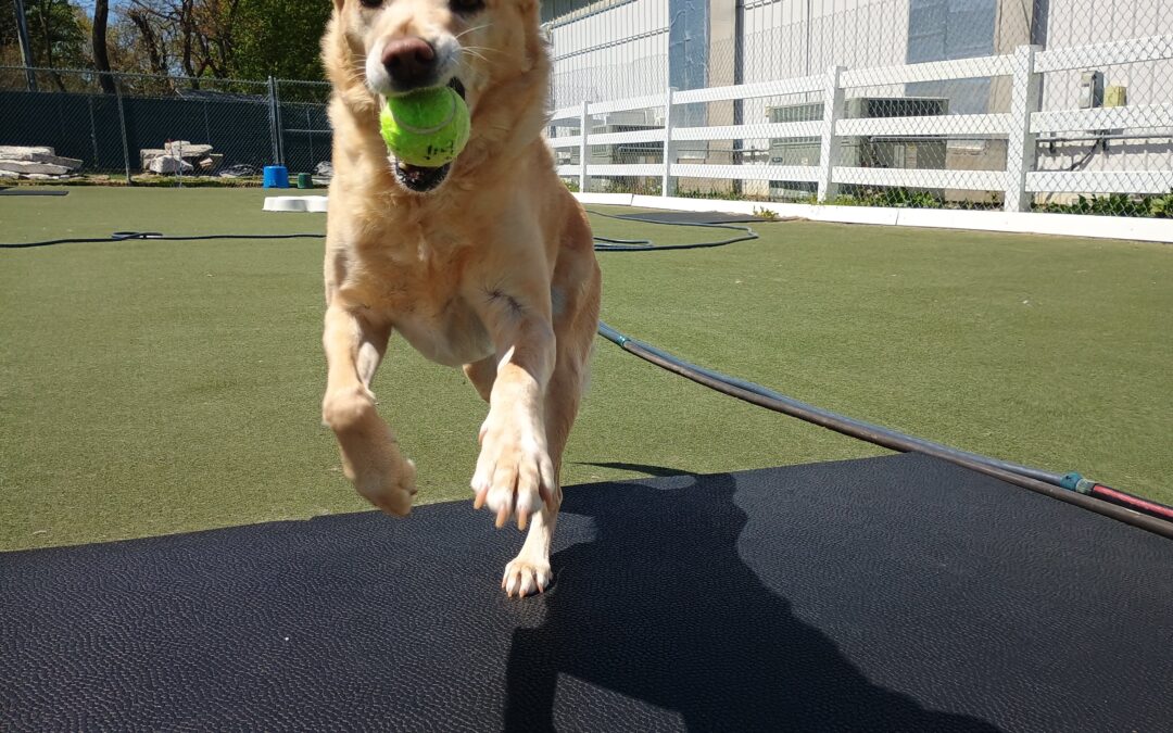 4/21/26 Tennis Balls, Muffin Tin, Scent Space ! :)