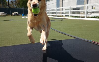 4/21/26 Tennis Balls, Muffin Tin, Scent Space ! :)