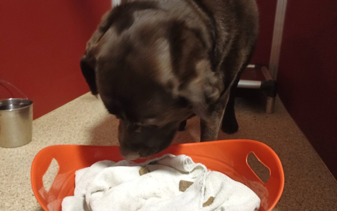 4/22/26 Bubbles, Kong Wobbler, Laundry Basket Challenge :)