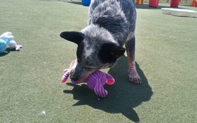 4-23-26 Squeaky Toys, Towel Roll Up, + Ramp It Up! :)