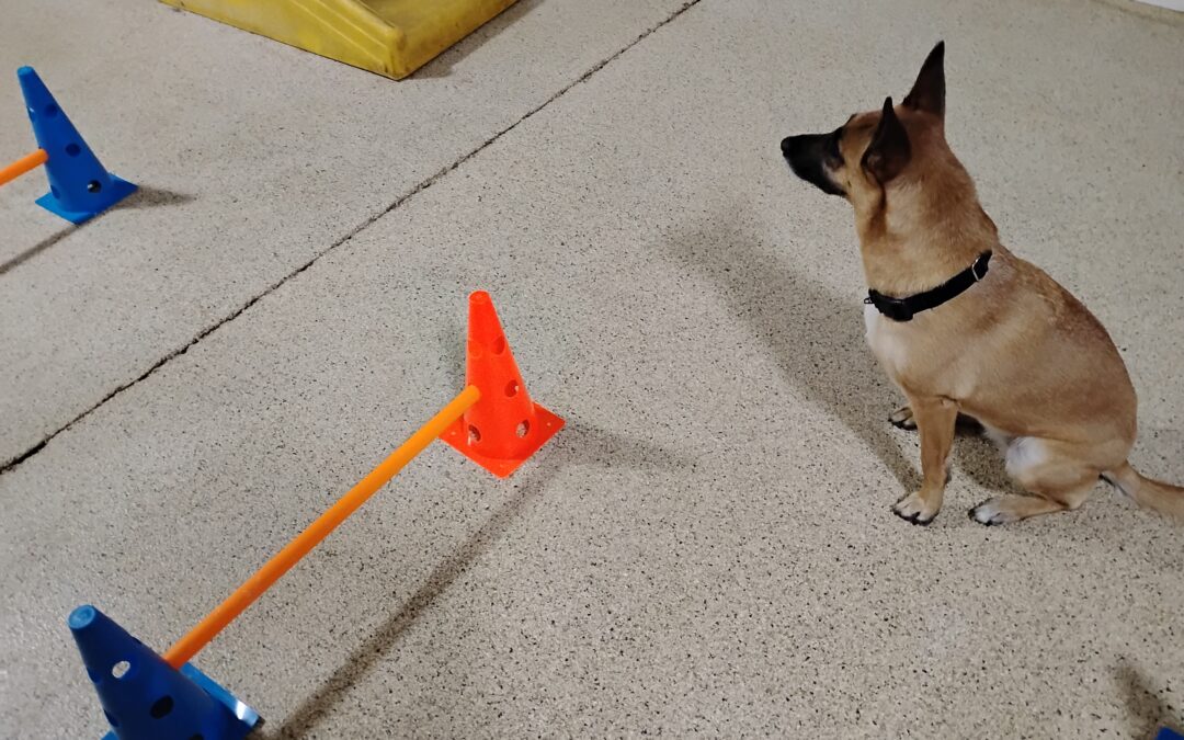 4/25/2026 Squeaky Toys & Hurdles!!