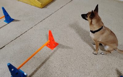 4/25/2026 Squeaky Toys & Hurdles!!