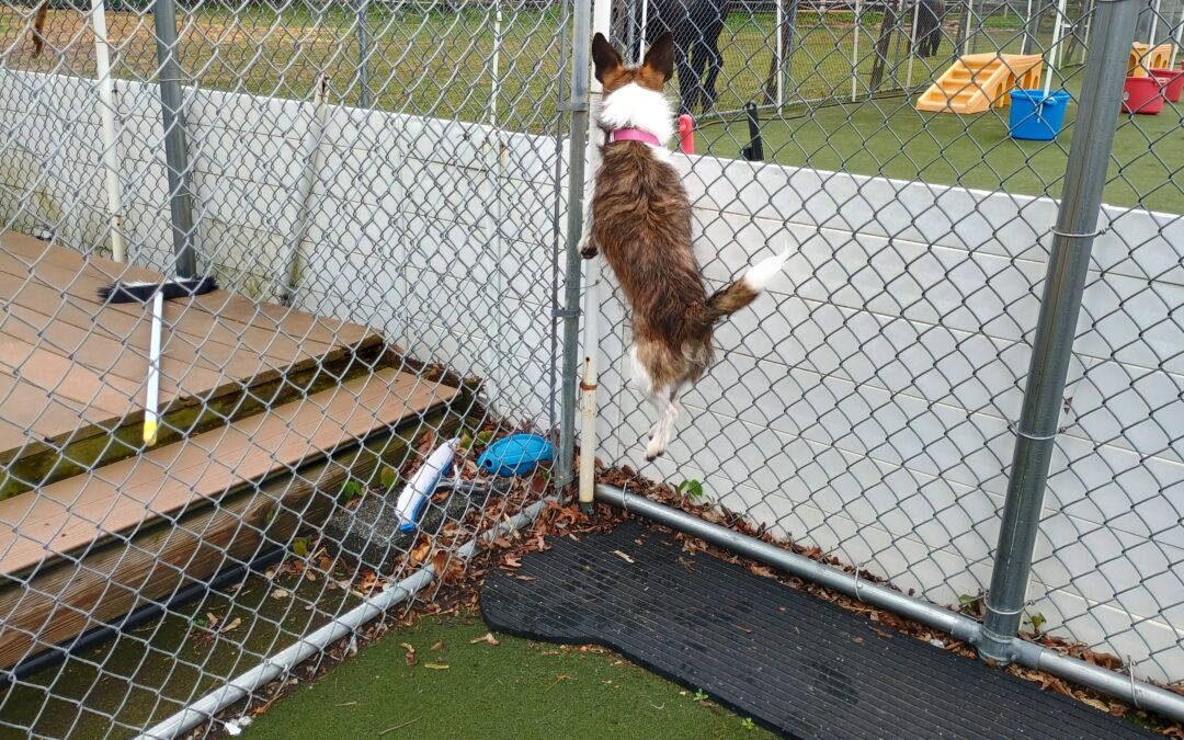 4/26/2026 Rope Toy Play, Snufflemat, & Which Hand!!