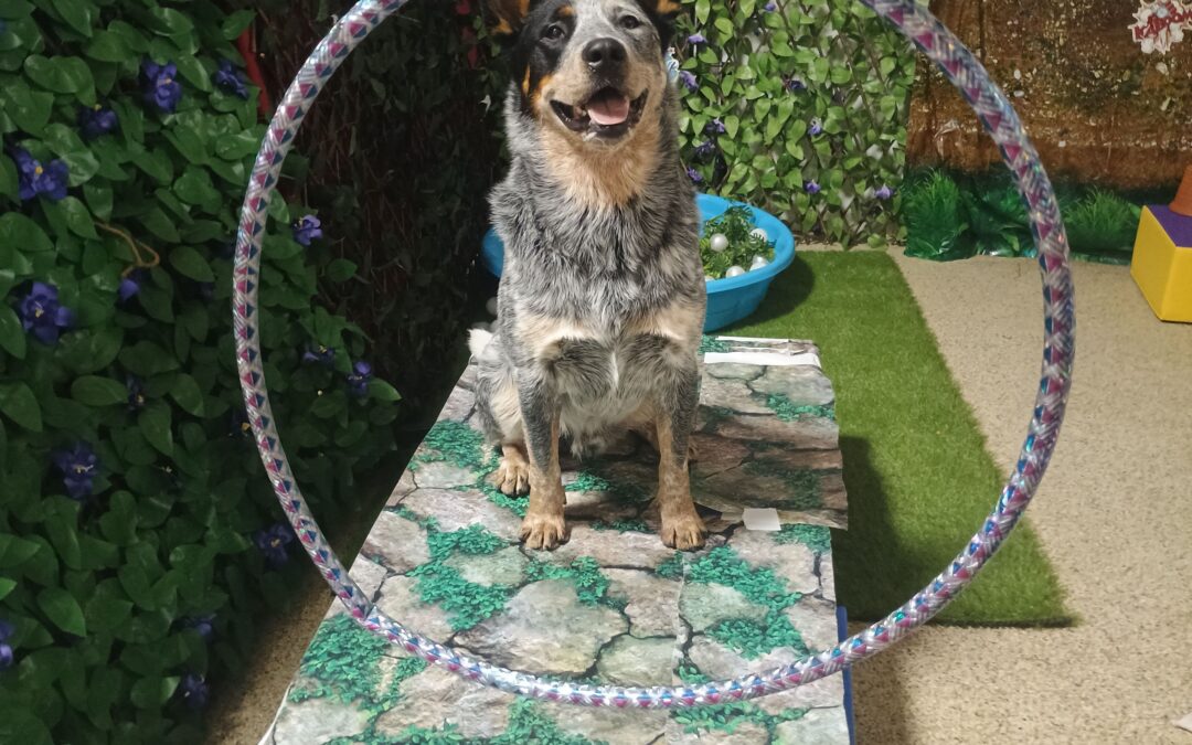 4-30-26 Squeaky Toys, Kong Wobbler, Puzzle Toys! :)