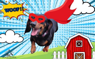 Superhero Dogs!