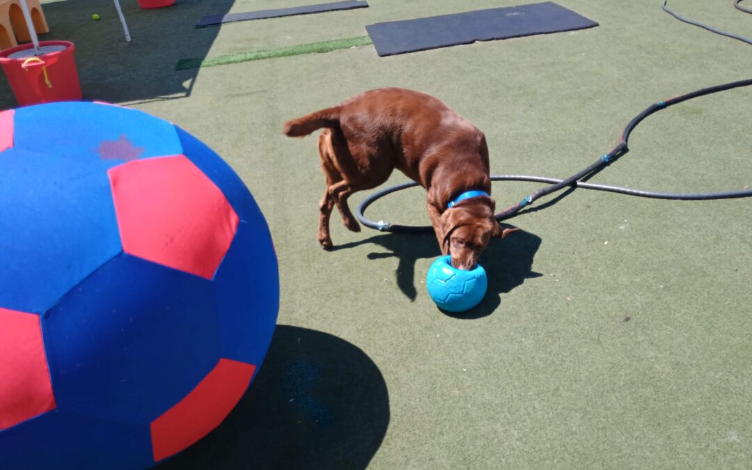 5_7_26 Giant Ball Play :-)