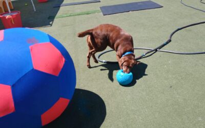 5_7_26 Giant Ball Play :-)