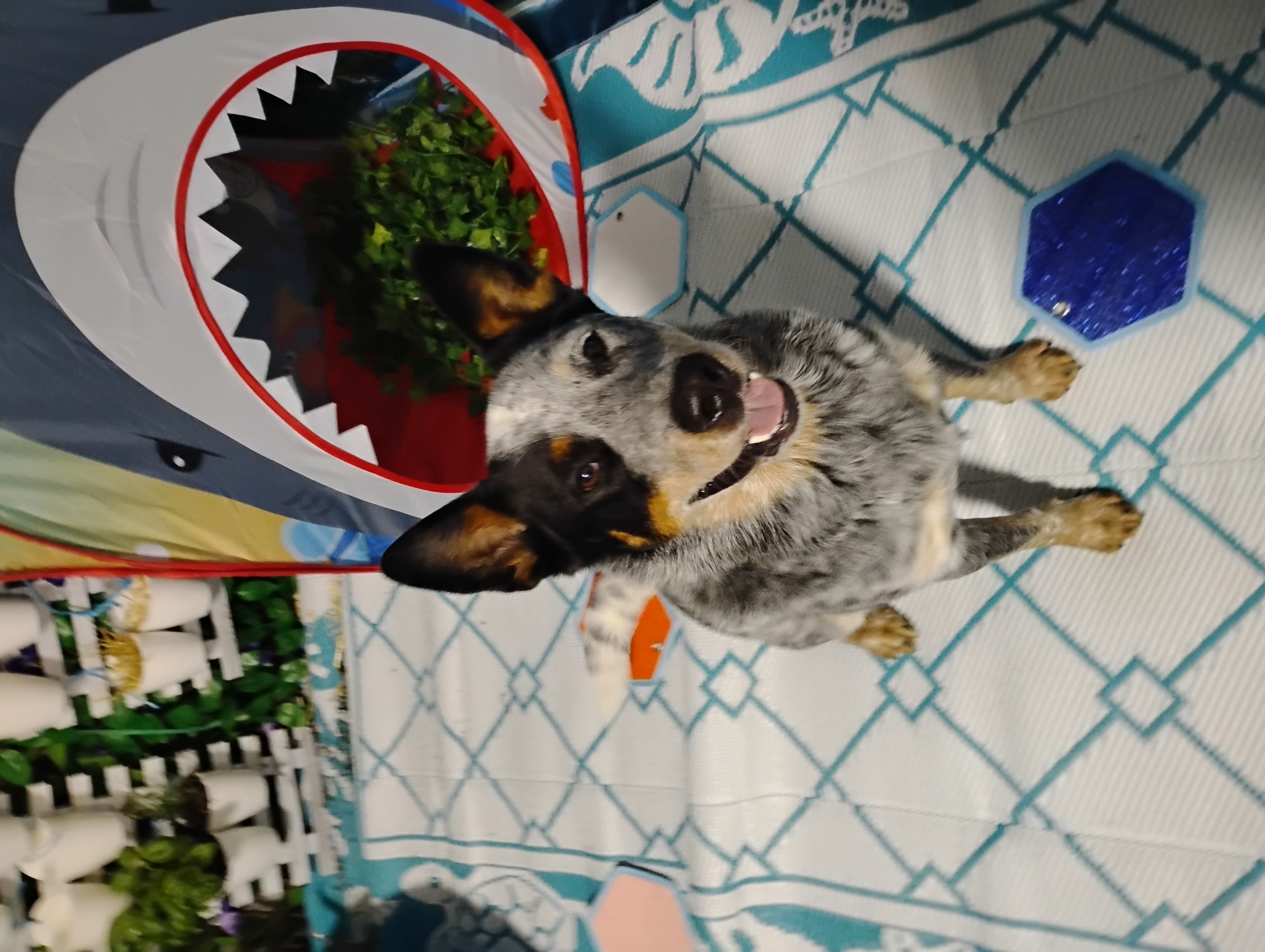 5-8-26 Barkacademy & Other Activities! :)