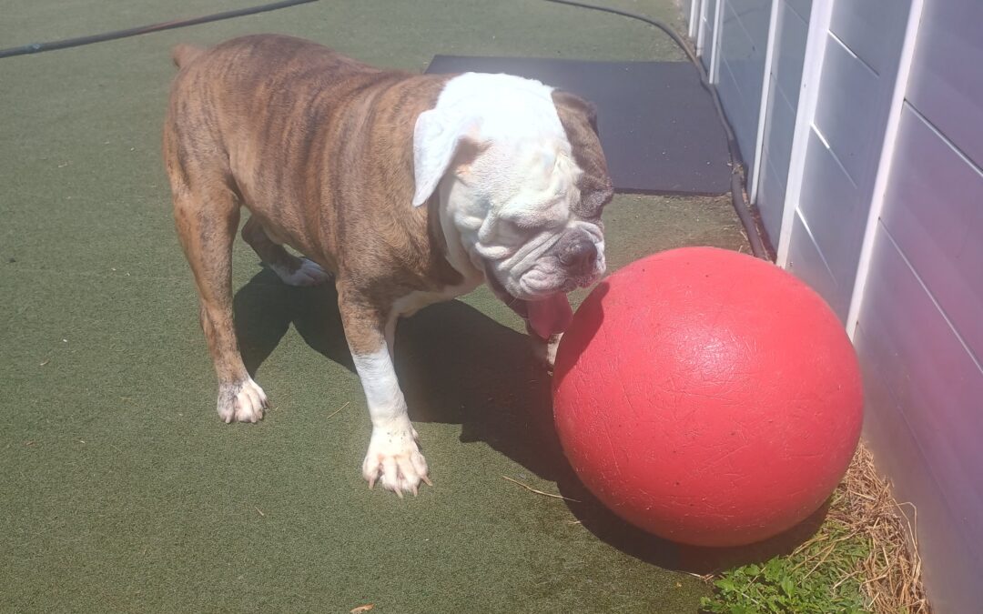 5-10-26 Bubbles, Kong Wobbler, + Scent Space! :)