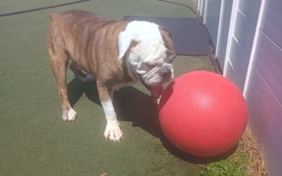 5-10-26 Bubbles, Kong Wobbler, + Scent Space! :)